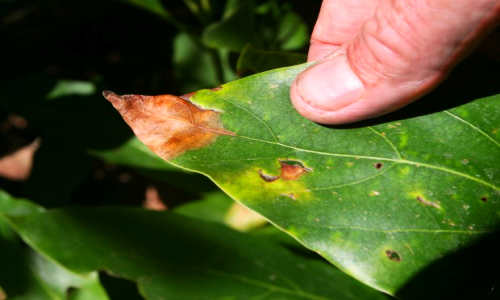 plant nutrient deficiency   Organic Soil – Essentials of Managing the Soil Organically   
